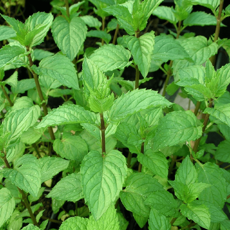 Des images de diff�rentes plantes